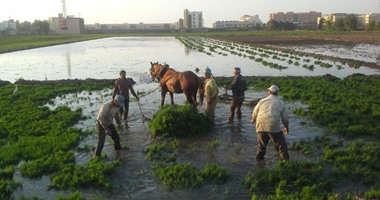 بالصور.. فلاحو الغربية ينتهون من زراعة محصول الأرز
