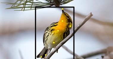 موقع جديد يمكنه تحديد نوع الطيور عن طريق الصور