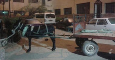 "واتس آب اليوم السابع":سيارة "كارو بحمار"داخل فناء مستشفى الشرقية العام