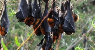 آلاف "الخفافيش" تحاصر مدينة سياحية أسترالية