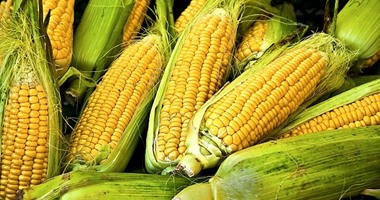 ديلى ميل: التغير المناخى يتسبب فى تسمم المحاصيل والذرة والقمح الأكثر عرضة