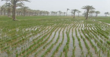 حملة مكبرة لإزالة زراعات الأرز المخالفة بالفيوم