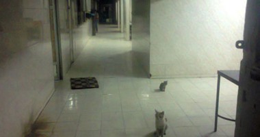 "صحافة المواطن".. القطط تتجول وسط المرضى بمستشفى الصدر فى العمرانية