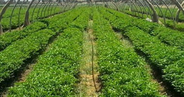 "الحاصلات الزراعية" تعتمد تراخيص 40 ألف صوبة خضراوات لزيادة الإنتاج