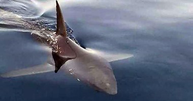 "علوم البحار" يعتمد خطة بحثية لدراسة سلوك أسماك القرش بشواطئ مصر