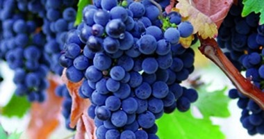 العنب الأزرق يبطئ الشيخوخة ويحسن الرؤية ويعزز الذاكرة