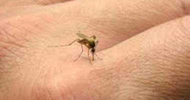علاجات منزلية للناموس.. 8 أطعمة لمكافحة لدغات الحشرات المزعجة