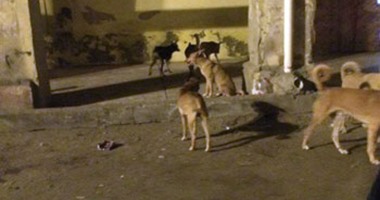 صحافة المواطن: انتشار الكلاب الضالة بمنطقة الإفرنج ببورسعيد
