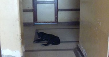 صحافة المواطن.. بالصور .. انتشار القطط والكلاب بمستشفى المحمودية بالبحيرة