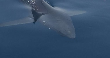معهد علوم البحار: رحلة بحثية اليوم لصيد القروش بخليج السويس