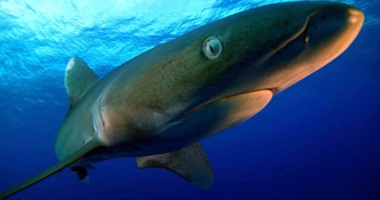 السياحة و المصايف تنفى ظهور أسماك القرش على شواطئ الإسكندرية