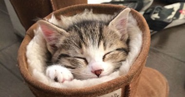 النوم سلطان.. 10 صور لأوضاع نوم مضحكة للقطط