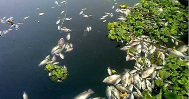 بالصور..ظهور كمية كبيرة من الأسماك النافقة فى مياه النيل برشيد يثير ذعر الأهالى