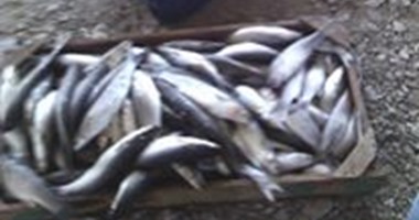"الزراعة": حملات مكثفة بأسواق الأسماك الطازجة والمملحة استعداد لشم النسيم