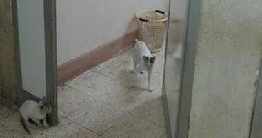 صحافة المواطن: قطط فى وحدة العناية المركزة بمستشفى المنشاوى بطنطا