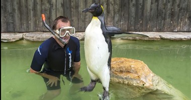 "أليستير" يعلم طائر البطريق السباحة فى أحد النوادى ببريطانيا