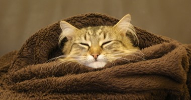 لهذه الأسباب يجب أن تتبنى قطة الآن.. "تمنحك البهجة وتخلصك من التوتر"