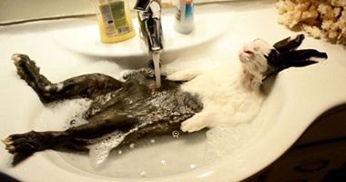 10 صور تبين عشق الحيوانات للاستحمام أكثر من أى شىء "بالذات فى الصيف"