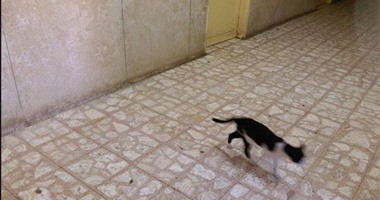 "صحافة المواطن": قطط تتجول بمستشفى الحميات بالزقازيق