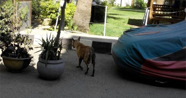 "صحافة المواطن ": بالصور.. كلاب تتجول فى ساحة مستشفى شبرا العام