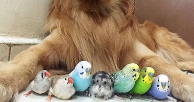 كلب و8 عصافير وفأر يصبحون أفضل أصدقاء