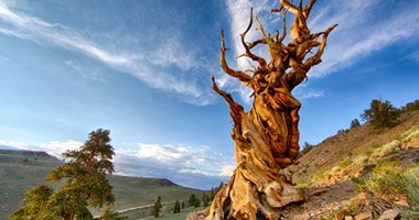 أقدمهم عمرها 4900 عام.. بالصور تعرف على أقدم 10 أشجار فى العالم