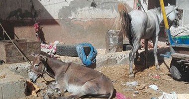 بالفيديو والصور..  مساكن الأبعادية بدمنهور تتحول لإسطبل حمير ومأوى للبلطجية