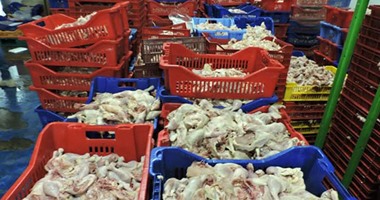 إعدام 928 دجاجة غير صالحة للاستهلاك الآدمى غرب الإسكندرية