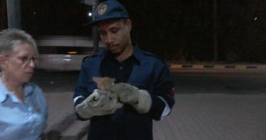 بالفيديو والصور..إنقاذ قطة بعد سقوطها داخل عمود كهرباء بالغردقة.. وألمانية تتبناها