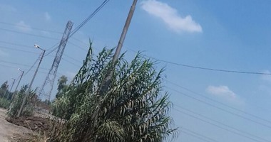 صحافة مواطن: أعمدة الإنارة مضاءة فى عز الضهر بإحدى قرى "المنوفية"