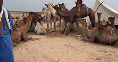 الفاو :هجرة واسعة للرعاة فى موريتانيا للسنغال ومالى بسبب كورونا