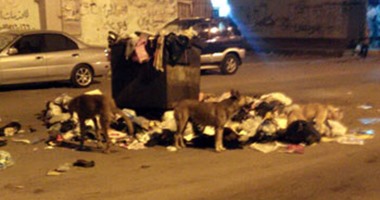 "صحافة المواطن"..سكان "زمزم" ببورسعيد يطالبون بحل أزمة القمامة والكلاب الضالة