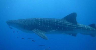 معهد علوم البحار يرصد ظهور سمكة قرش الحوت بالبحر الأحمر