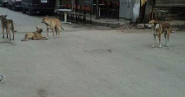 انتشار الكلاب الضالة فى شارع "القنطرة" بالأزبكية.. والأهالى يستغيثون 