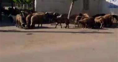 صحافة المواطن.. بالفيديو.. "حميات منوف" تتحول إلى مأوى للخرفان والماشية