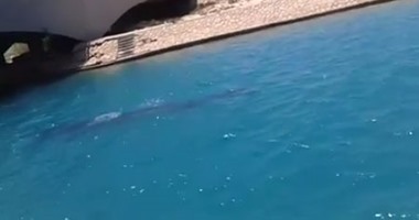 تداول مقطع فيديو لحوت صغير على أحد الشواطئ.. ورواد فيس بوك: فى مارينا