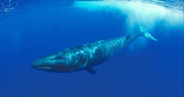 حملة قوية لنشطاء حقوق الحيوان ضد مذبحة الحيتان بالدنمارك
