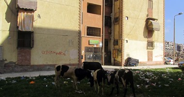 بالصور.. أبقار وجاموس تتجول بحدائق الحرية فى بورسعيد فى غياب مسئولى الحى