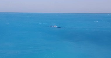 قارئ يرصد بالفيديو ظهورا جديدا لحوت على شاطئ قرية بالساحل الشمالى