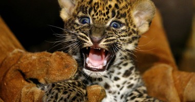 بالصور ..أنثى نمر معرضة للانقراض تلد توأمتين فى سريلانكا