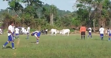 بالفيديو.. قطيع بقر يقتحم مباراة فى كأس بيرو