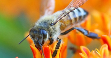 علماء أمريكيون: سم النحل أحدث صيحة فى علاج التهاب المفاصل
