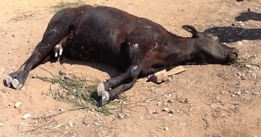 وزارة البيئة:متابعة أعمال الدفن الآمن لأبقار نافقة تم اكتشافها فى نهر النيل