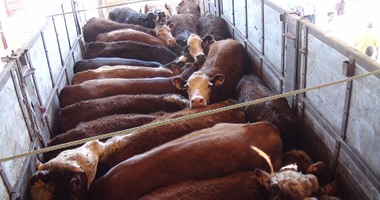 "الزراعة" توافق على فتح باب استيراد الماشية الحية من البرازيل