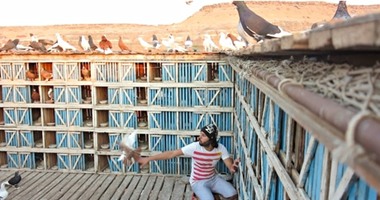 الجارديان ترصد هوس الأحياء الشعبية فى القاهرة بتربية الحمام.. وتكشف تفاصيل رابطة المنافسات التى تضم 300 عضو.. "كوكا" للصحيفة البريطانية: الحمام لا يخون أبدا ومن يقترب من أبراجى سأقتله