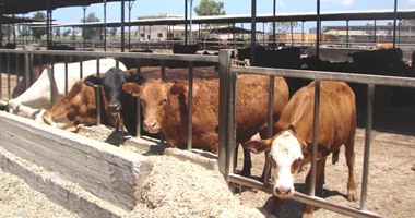 بولندا تكتشف حالة إصابة بجنون البقر في مزرعة
