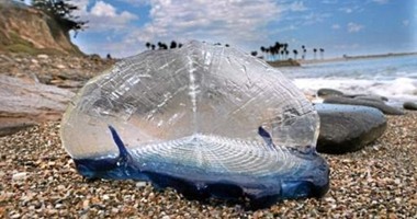 بالصور.."المخلوقات الزرقاء" تحتل شواطئ كاليفورنيا فى ظاهرة تحير العلماء