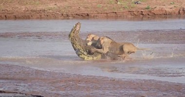 بالصور.. بعد صيد فيل.. أسود تحاول افتراس تمساح حاول مشاركتها الغداء