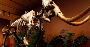 متحف أمريكى يتسلم هيكلا عظميا لحيوان ماموث اكتشف فى تكساس