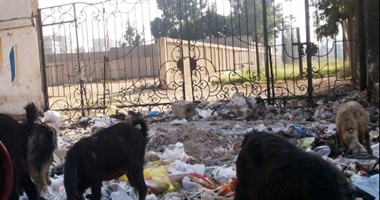 صحافة المواطن..انتشار القمامة خلف حديقة بدر بجسر السويس